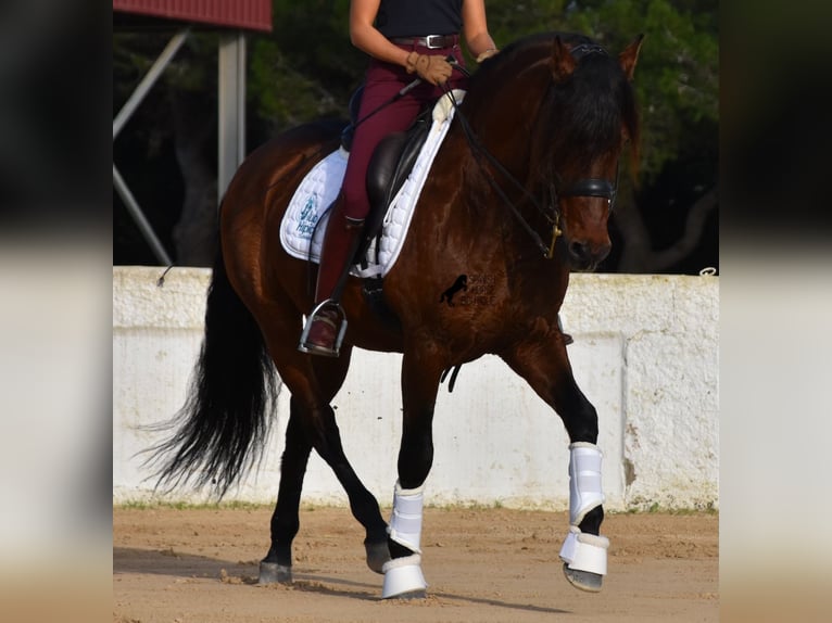 Andaluces Semental 13 años 157 cm Castaño in Menorca