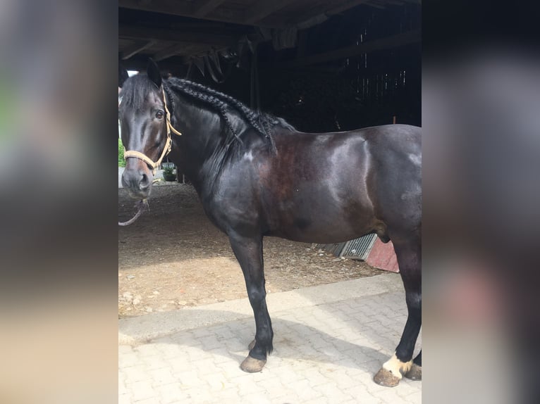 Andaluces Mestizo Semental 13 años 160 cm Negro in Horgau