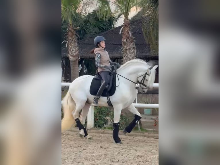 Andaluces Semental 13 años 163 cm White/Blanco in Ermelo