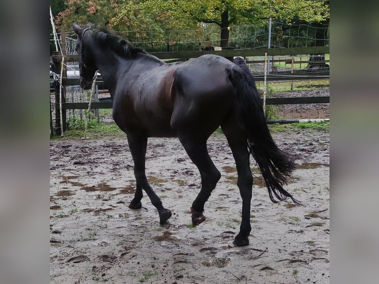 Andaluces Semental 14 años 155 cm Negro in Bad Zwischenahn