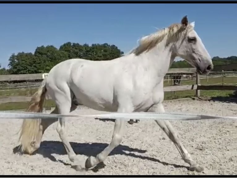 Andaluces Semental 15 años 154 cm Tordo in Bensdorf