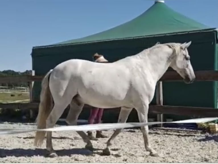 Andaluces Semental 15 años 154 cm Tordo in Bensdorf