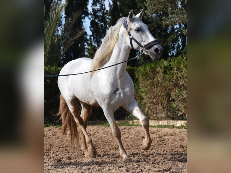 Andaluces Semental 15 años 160 cm Tordo in Mallorca