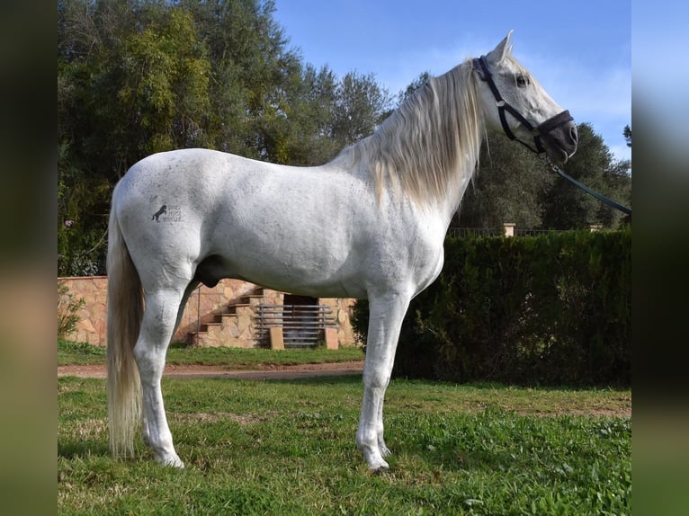 Andaluces Semental 15 años 160 cm Tordo in Mallorca