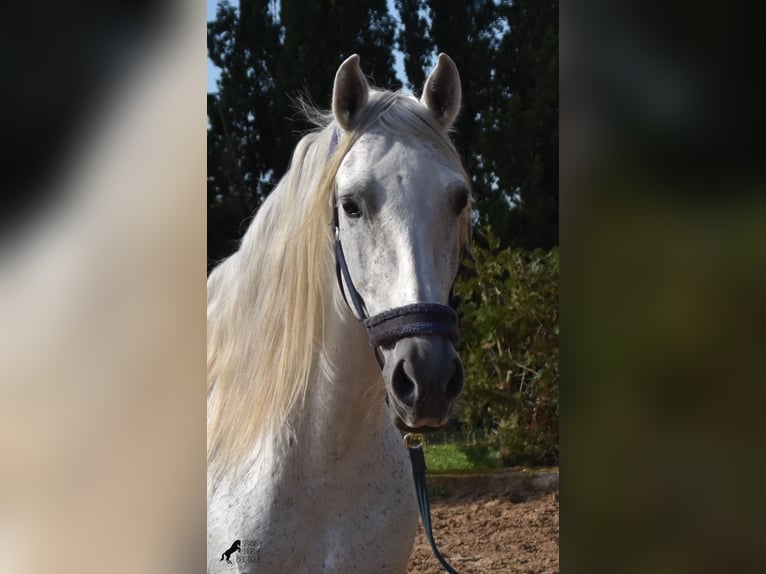 Andaluces Semental 15 años 160 cm Tordo in Mallorca