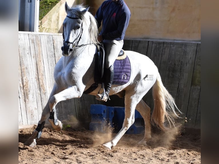 Andaluces Semental 15 años 160 cm Tordo in Mallorca