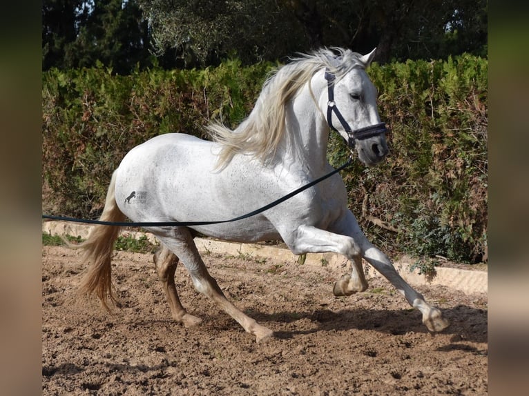 Andaluces Semental 15 años 160 cm Tordo in Mallorca