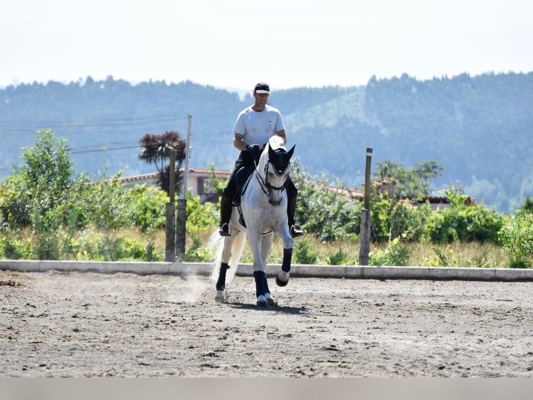 Andaluces Semental 15 años 167 cm Tordo in Guimarães