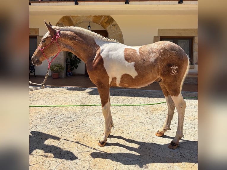 Andaluces Semental 1 año 145 cm Pío in Llano (Luena)