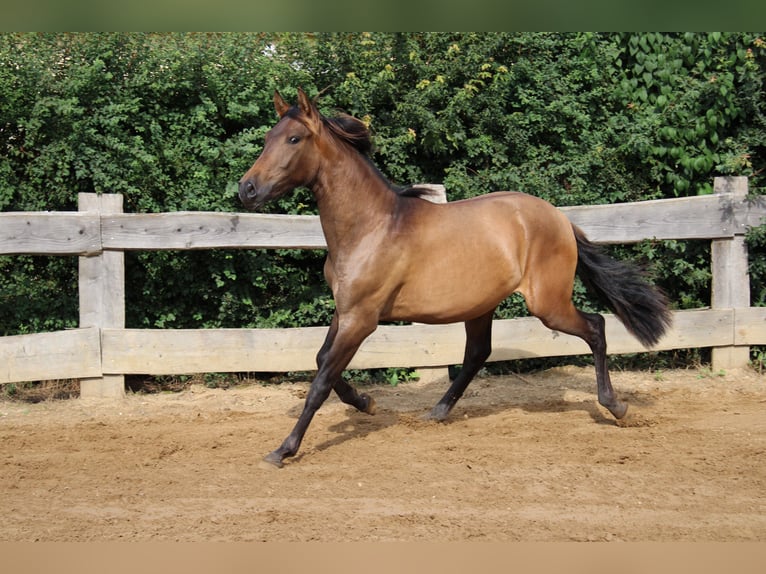 Andaluces Semental 1 año 148 cm Castaño in Rerik