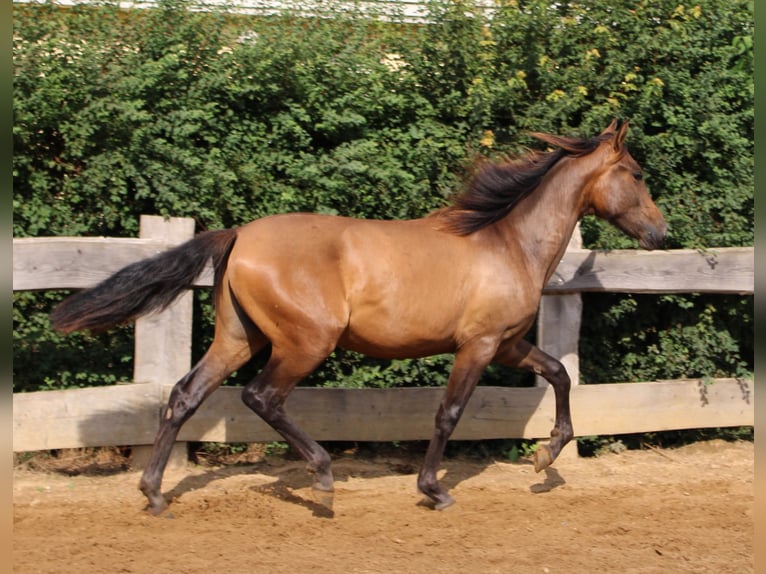 Andaluces Semental 1 año 148 cm Castaño in Rerik