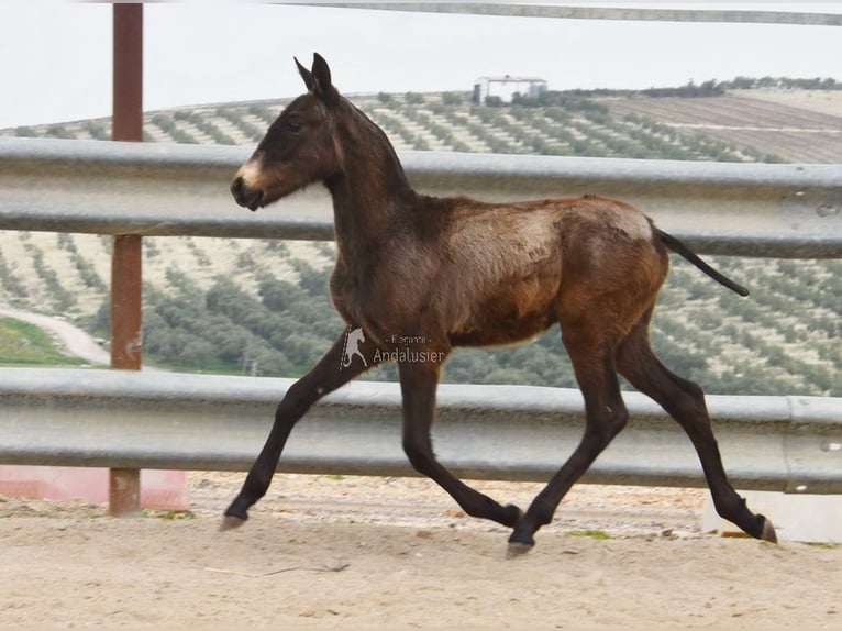 Andaluces Semental 1 año 155 cm  in Provinz Cordoba
