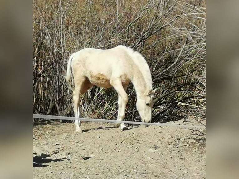 Andaluces Semental 1 año 158 cm Cremello in Adra Almería