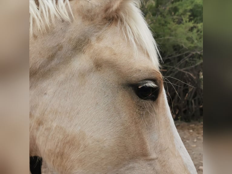 Andaluces Semental 1 año 158 cm Cremello in Adra Almería