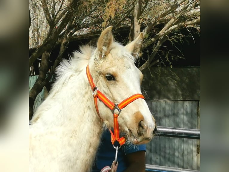 Andaluces Semental 1 año 158 cm Cremello in Adra Almería