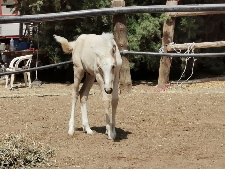 Andaluces Semental 1 año 158 cm Cremello in Adra Almería