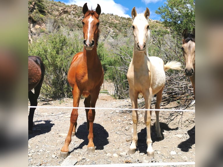 Andaluces Semental 1 año 158 cm Cremello in Adra Almería