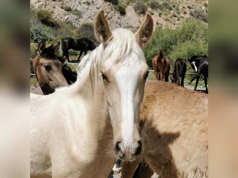 Andaluces Semental 1 año 158 cm Cremello in Adra Almería