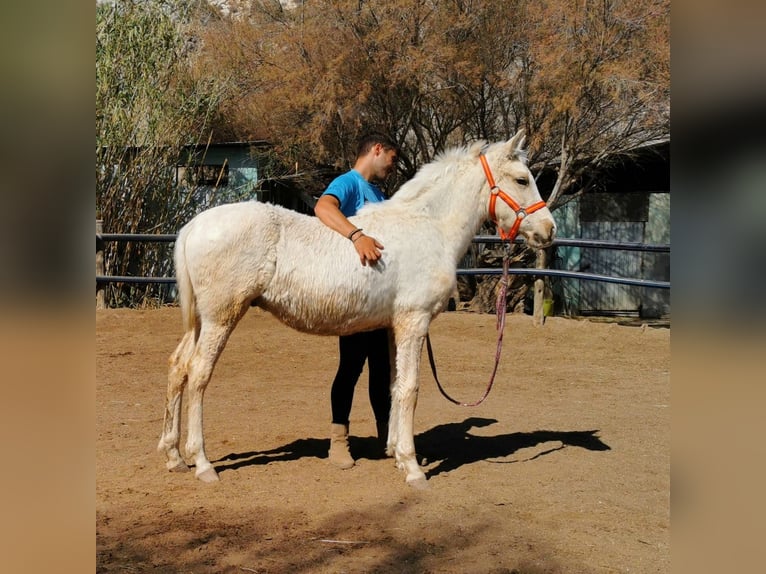 Andaluces Semental 1 año 158 cm Cremello in Adra Almería