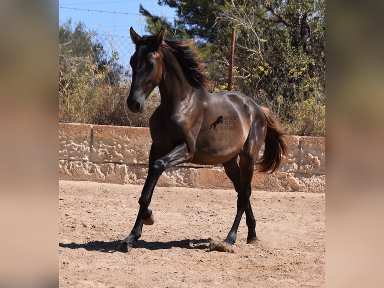 Andaluces Semental 1 año 158 cm Negro in Mallorca