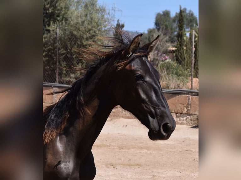 Andaluces Semental 1 año 158 cm Negro in Mallorca