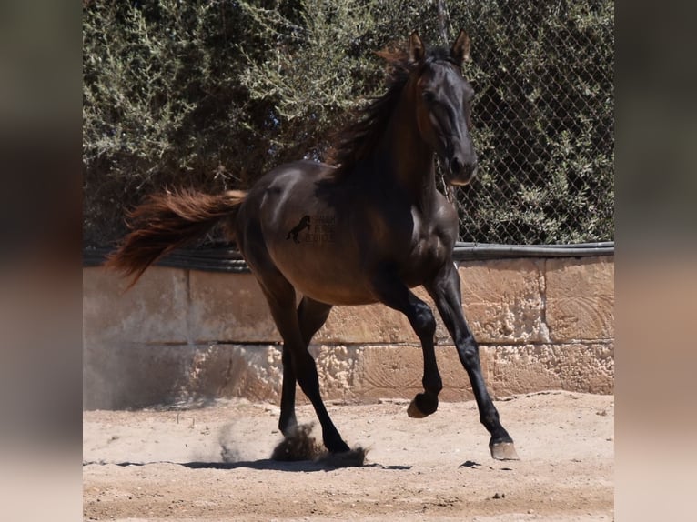 Andaluces Semental 1 año 158 cm Negro in Mallorca