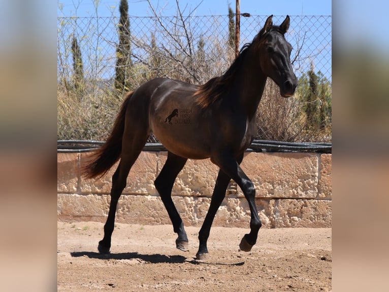 Andaluces Semental 1 año 158 cm Negro in Mallorca