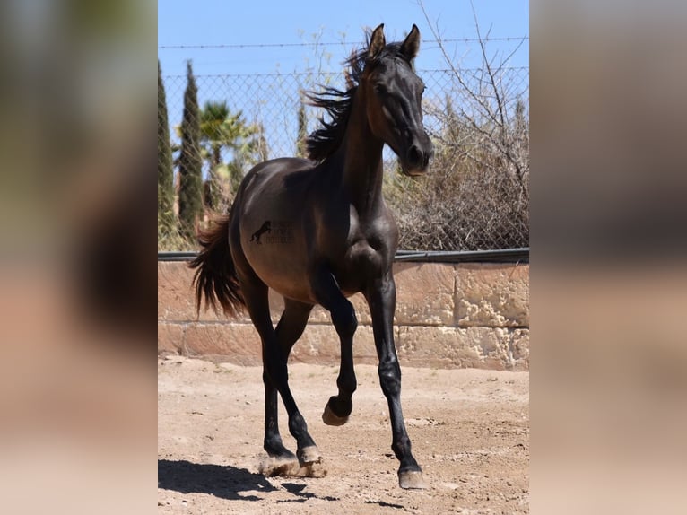 Andaluces Semental 1 año 158 cm Negro in Mallorca