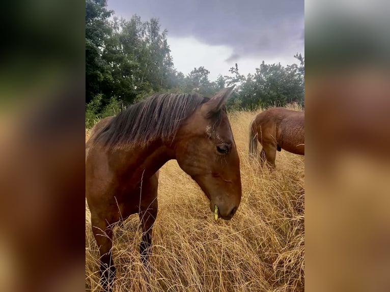 Andaluces Semental 1 año 160 cm Castaño in Ballenstedt