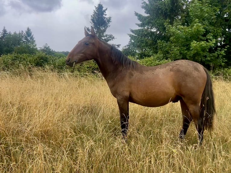 Andaluces Semental 1 año 160 cm Castaño in Ballenstedt