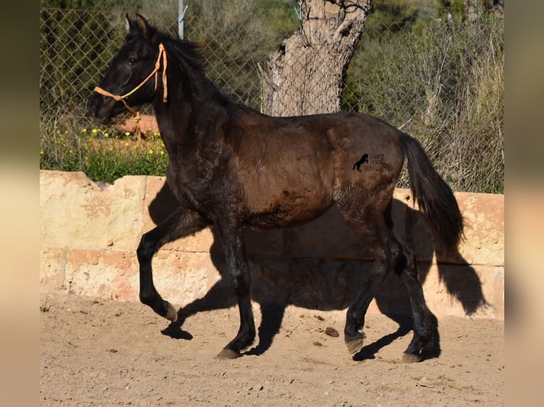 Andaluces Semental 1 año 160 cm Negro in Mallorca