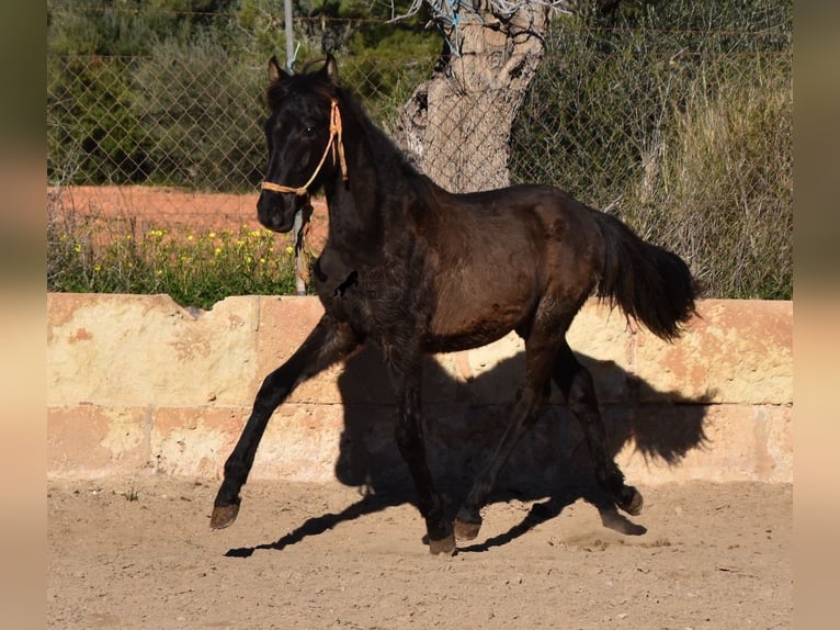 Andaluces Semental 1 año 160 cm Negro in Mallorca