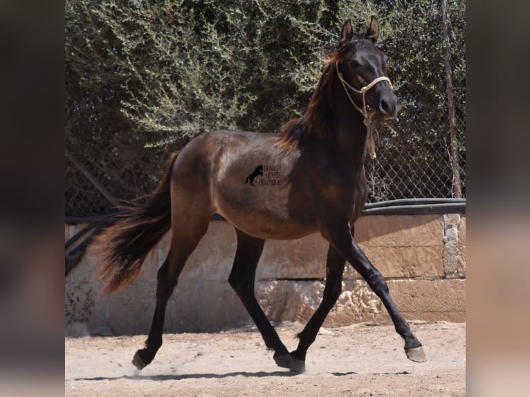 Andaluces Semental 1 año 160 cm Negro in Mallorca