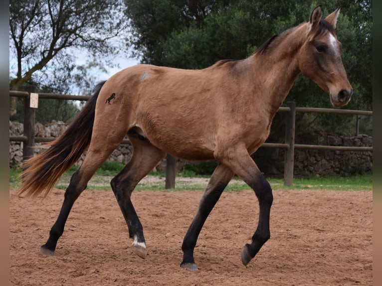 Andaluces Semental 1 año 160 cm Tordo in Mallorca