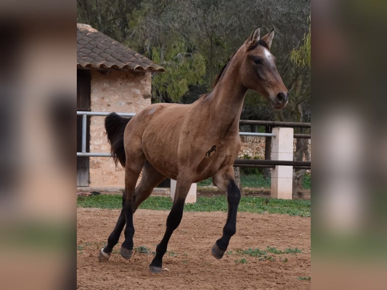 Andaluces Semental 1 año 160 cm Tordo in Mallorca