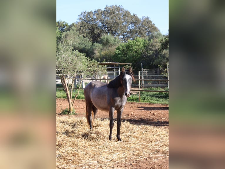 Andaluces Semental 1 año 160 cm Tordo in Felanitx