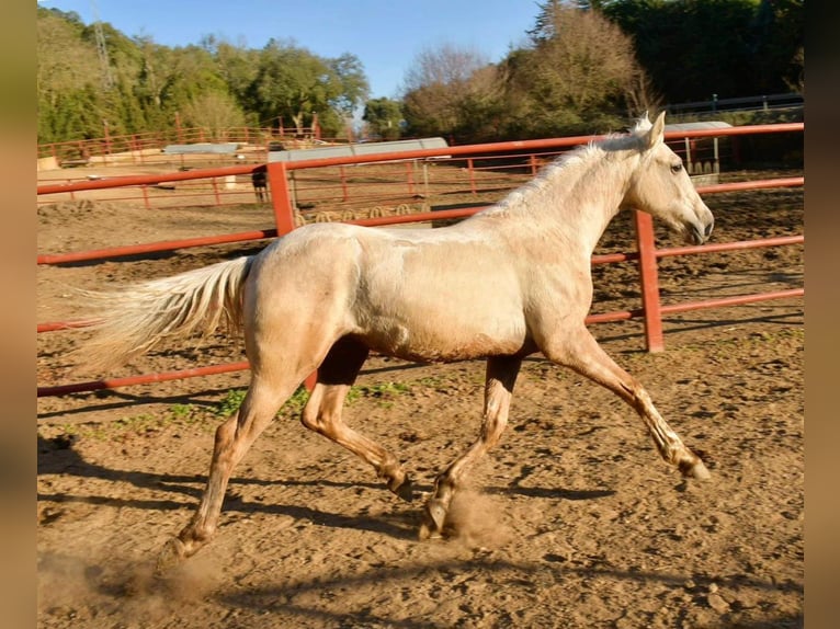 Andaluces Semental 1 año 161 cm Palomino in Adelschlag