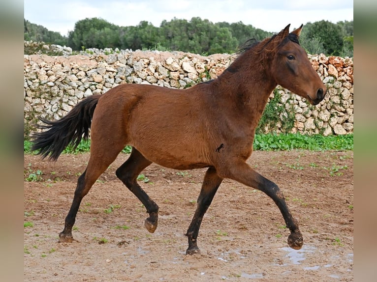 Andaluces Semental 1 año 162 cm Castaño in Menorca