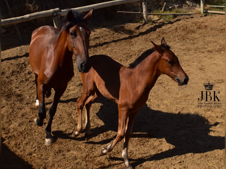 Andaluces Mestizo Semental 1 año 163 cm Castaño in Tabernas Almeria