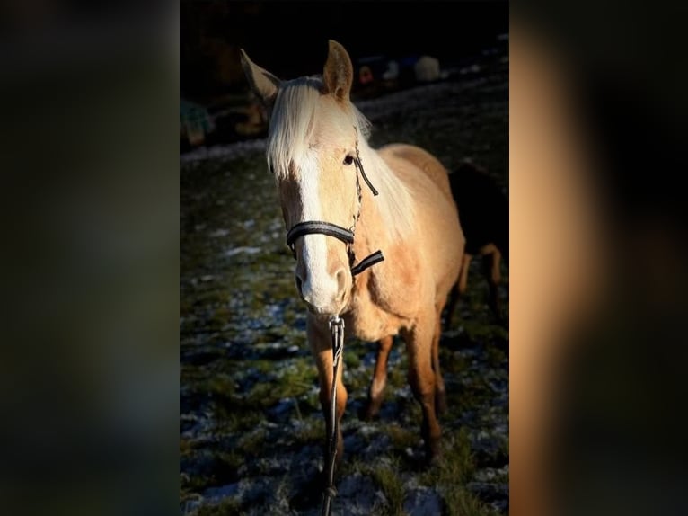 Andaluces Mestizo Semental 1 año 163 cm Palomino in Birkenfeld