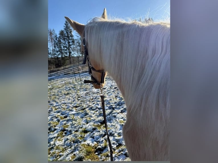 Andaluces Mestizo Semental 1 año 163 cm Palomino in Birkenfeld