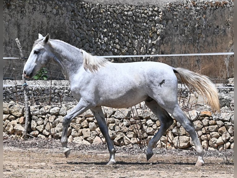 Andaluces Semental 1 año 163 cm Tordo in Mallorca