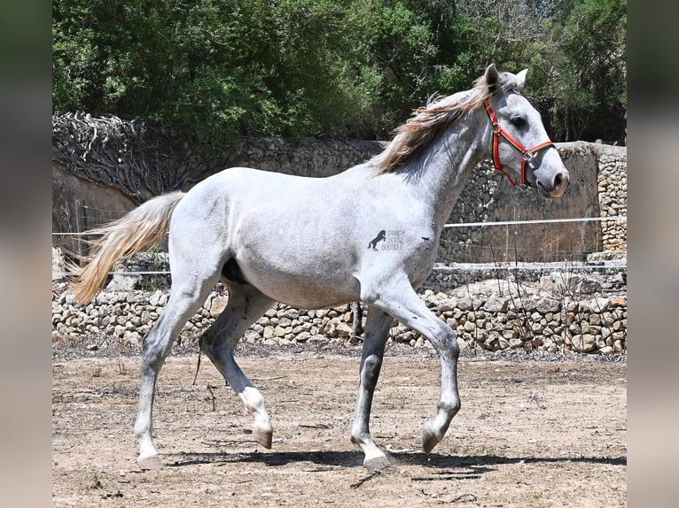 Andaluces Semental 1 año 163 cm Tordo in Mallorca