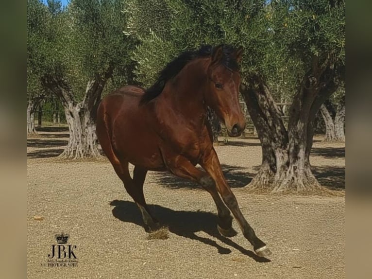 Andaluces Semental 1 año 164 cm Castaño in Tabernas Almeria