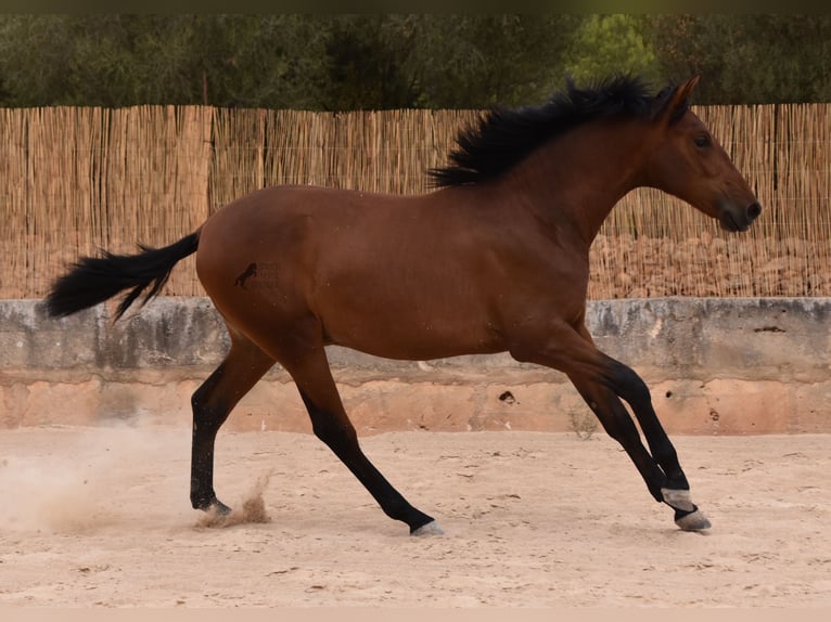 Andaluces Semental 1 año 165 cm Castaño in Mallorca