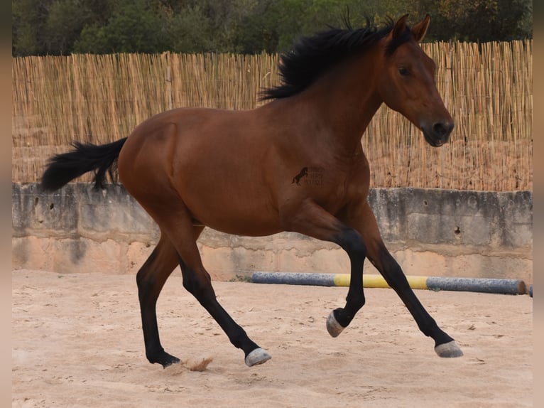 Andaluces Semental 1 año 165 cm Castaño in Mallorca