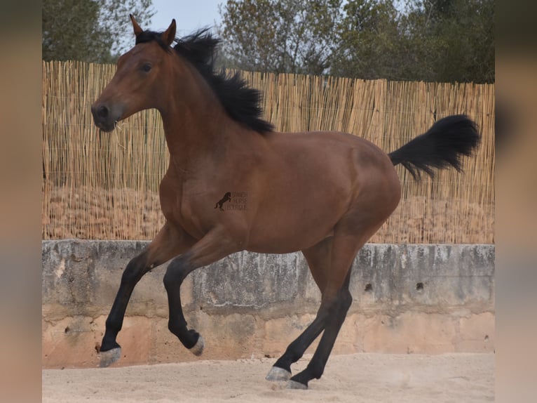 Andaluces Semental 1 año 165 cm Castaño in Mallorca