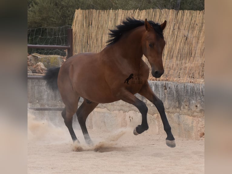 Andaluces Semental 1 año 165 cm Castaño in Mallorca