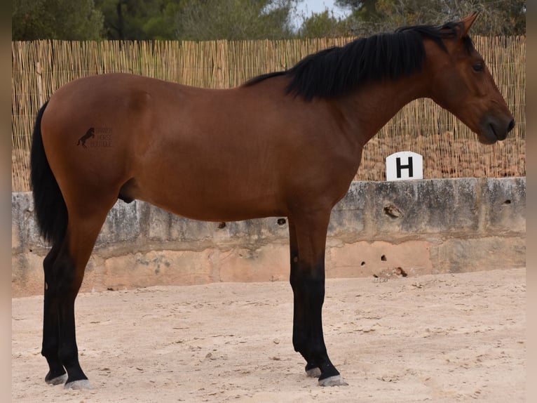 Andaluces Semental 1 año 165 cm Castaño in Mallorca