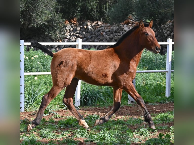 Andaluces Semental 1 año 165 cm Castaño in Menorca